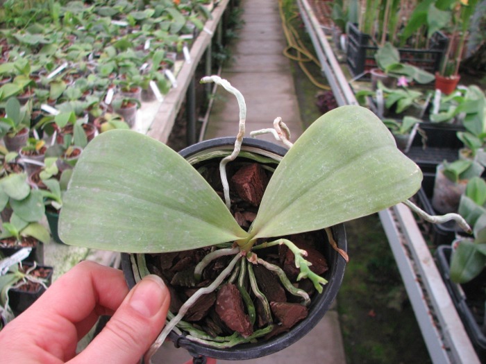 Phalaenopsis corningiana x Phalaenopsis Coral Isles.JPG