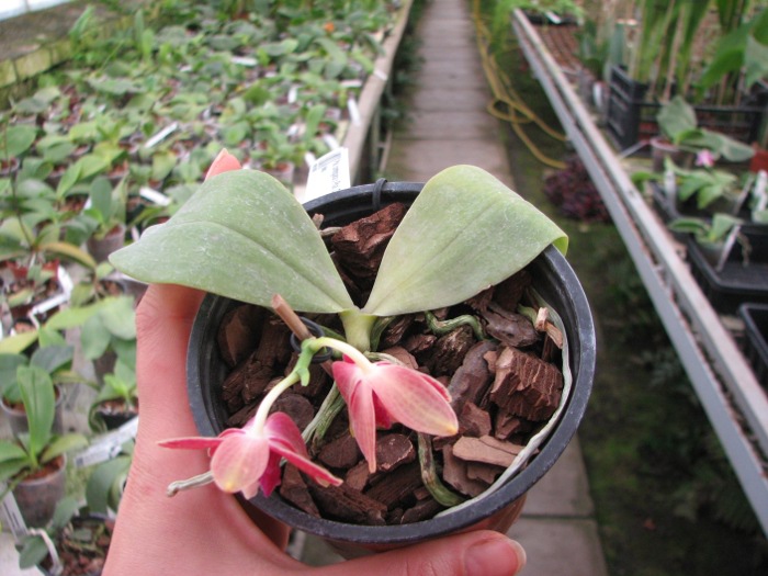 Phalaenopsis Coral Isles x Phalaenopsis corningiana.JPG