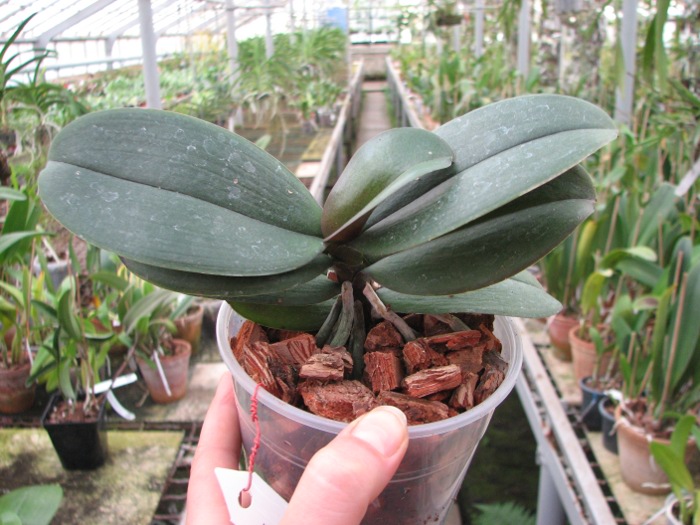 Phalaenopsis Kaoda Twinkle 'Black Shoot'.JPG