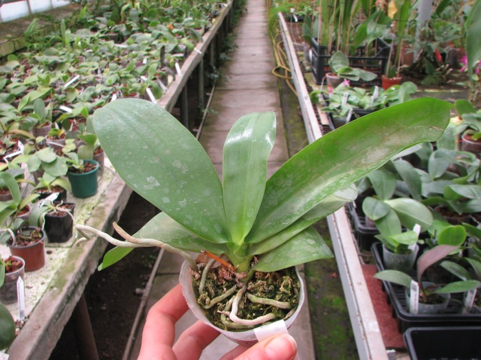 Phalaenopsis tetraspis alba x equestris alba.JPG