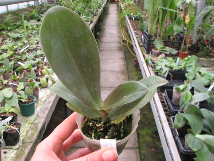 Phalaenopsis (Gelblieber x Coral Isles) x violacea.JPG