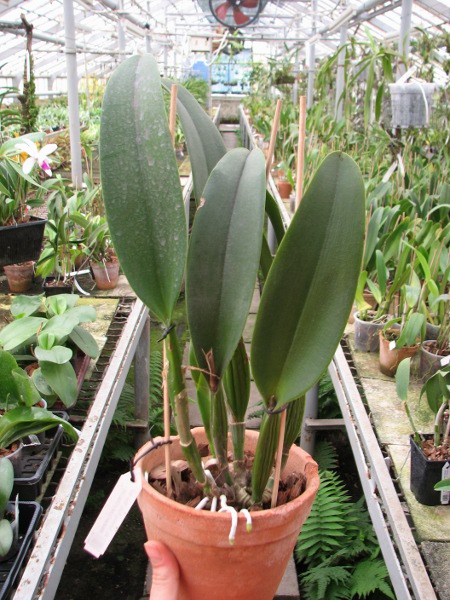 Brassolaeliocattleya Sanyung Ruby 'Shin Mei' (Waianae Coast x Chia Lin).JPG