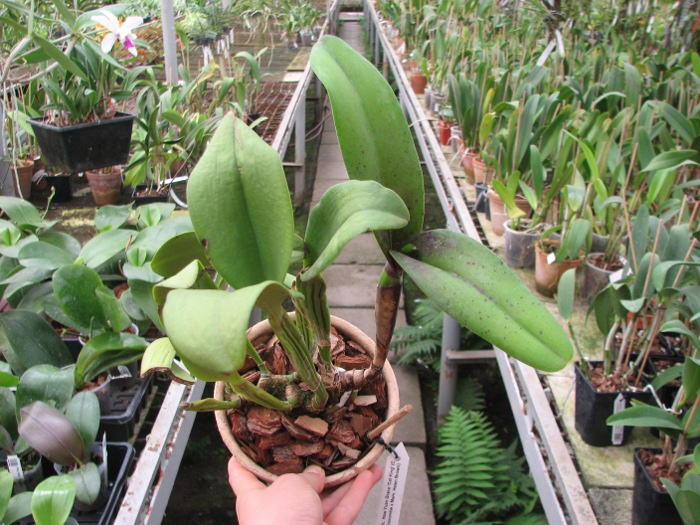 Brassolaeliocattleya Haw Yuan Grace 'Cat King' (C. Moscombe x Mem. Helen Brown).JPG