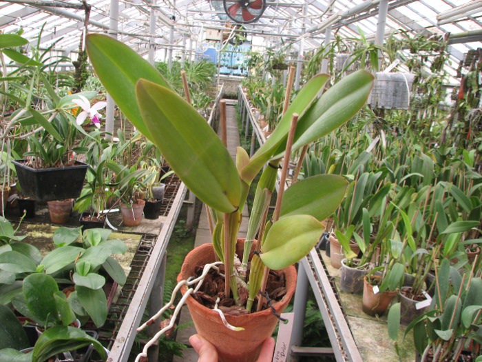 Cattleya labiata rubra 'Schuller' x Cattleya labiata rubra 'Deize'.JPG