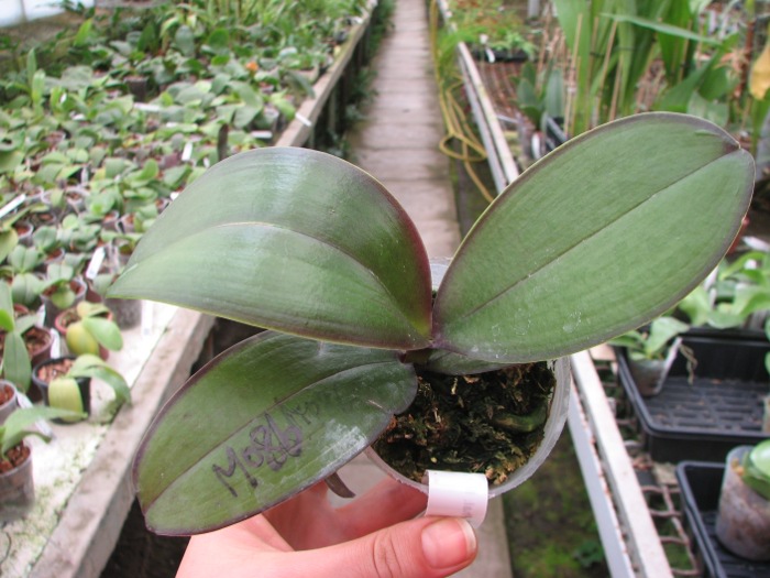 Phalaenopsis Mituo Cake 'Red'.JPG