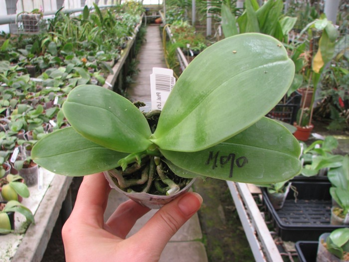 Phalaenopsis Ld's Bear King 'RK-3'.JPG