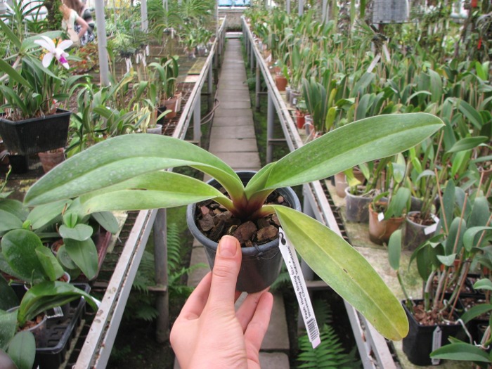 Paphiopedilum Hung Sheng Star x Winston Churchill 'Indomitable'.JPG