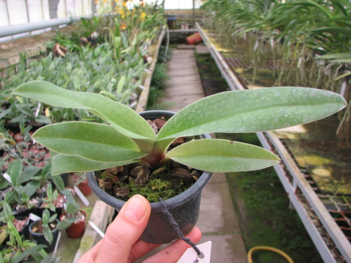 Paphiopedilum Hung Sheng Star x Winston Churchill 'Indomitable'.JPG