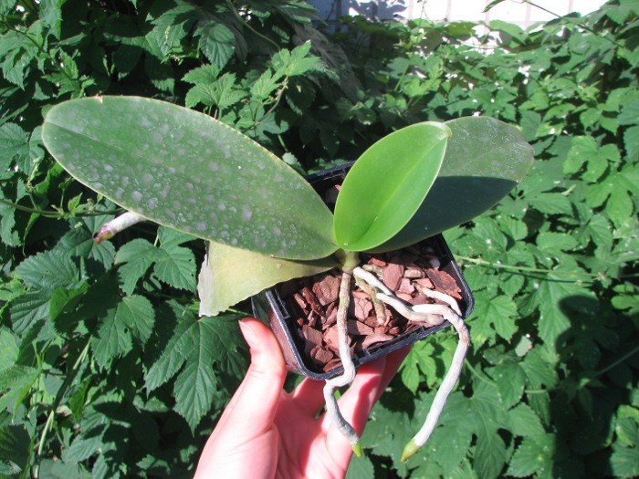 Phalaenopsis Natasha 'Aiko'.JPG