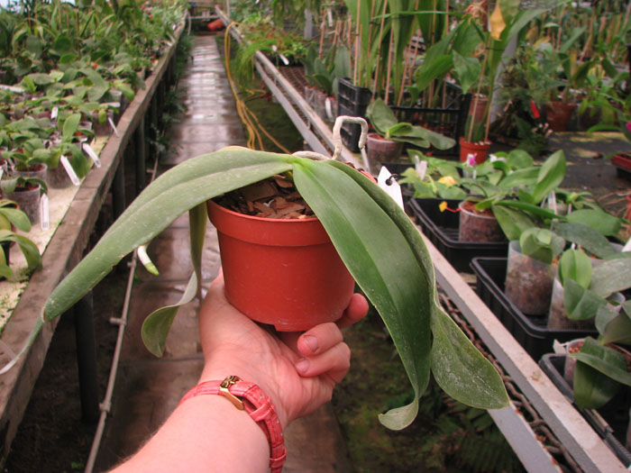 Phalaenopsis David Lim.jpg