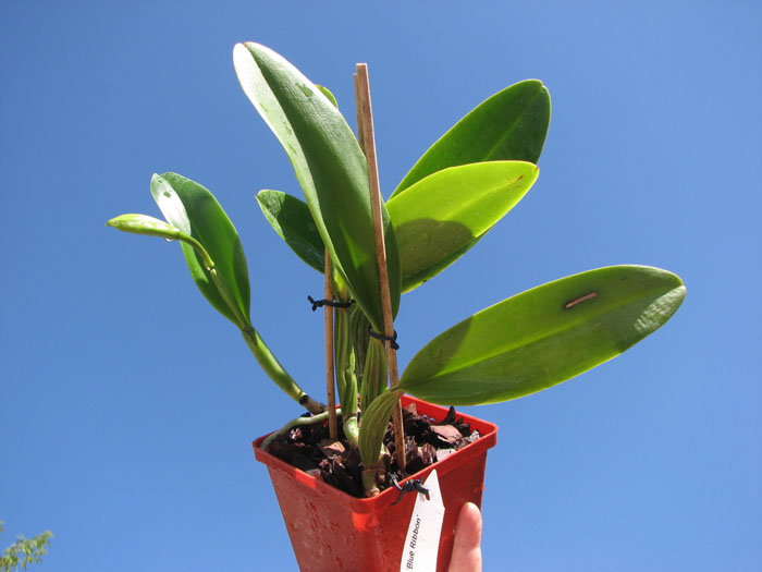 Cattleya Sea Breeze 'Blue Ribbon'.jpg