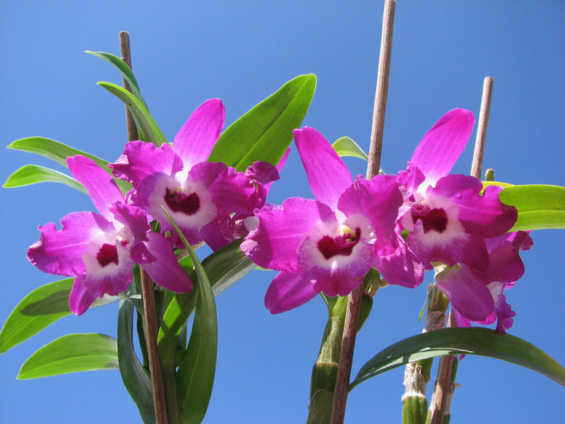 Dendrobium Red Emperor 'Prince'.jpg