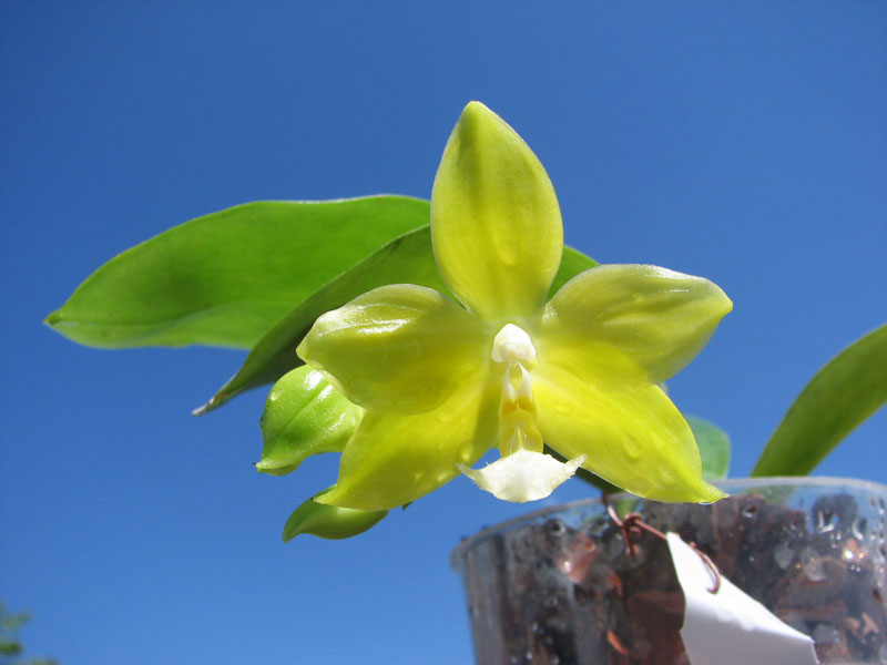Phalaenopsis lueddemanniana x amboinensis.jpg