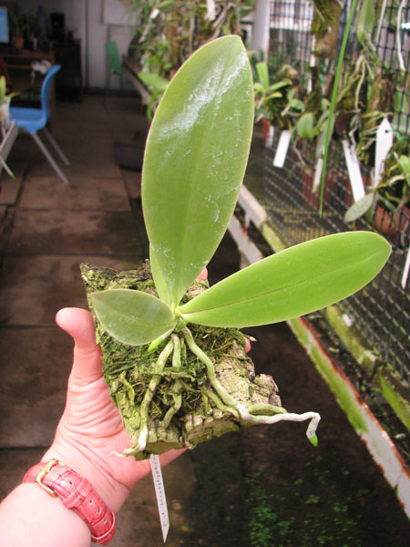 Phalaenopsis hieroglyphica.jpg