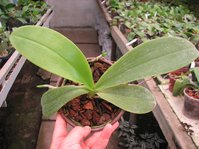 Phalaenopsis hieroglyphica.jpg
