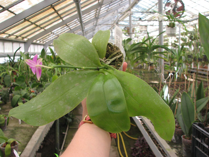 Phalaenopsis (speciosa 'c-1' x violacea) x Phalaenopsis LD's Bear Queen.jpg