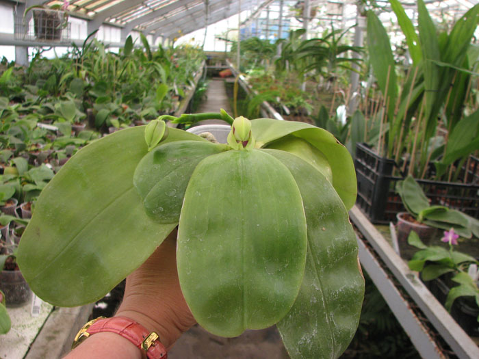 Phalaenopsis Samera 'Blue'.jpg