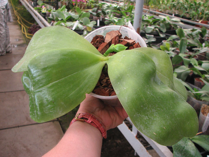 Phalaenopsis Samera 'Blue'.jpg