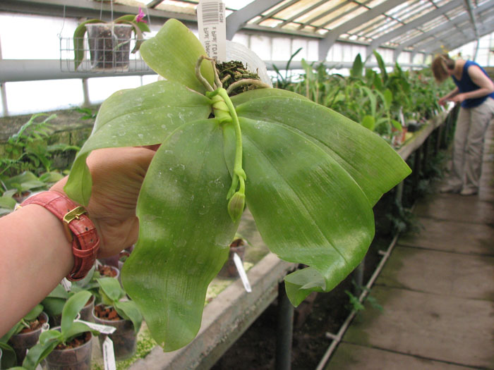 Phalaenopsis (speciosa 'c-1' x violacea) x Phalaenopsis LD's Bear Queen.jpg