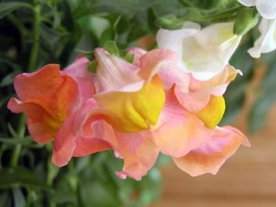 росли в ящике