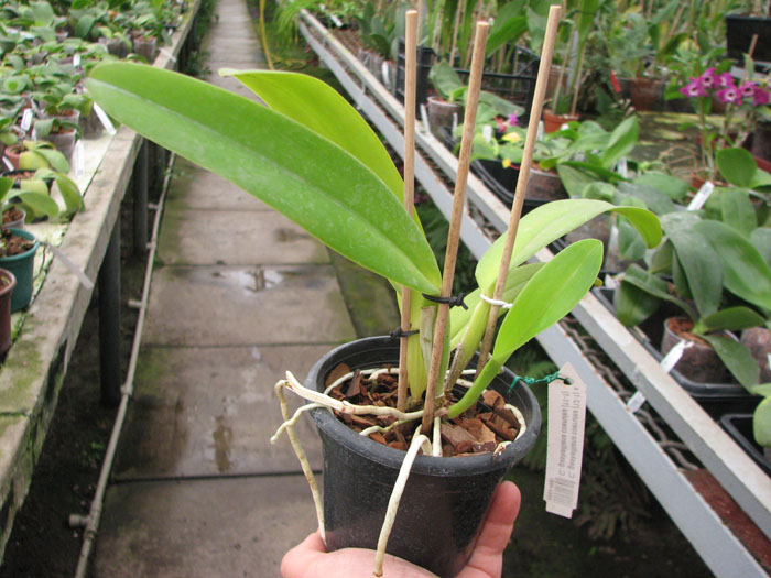Cattleya gaskelliana coerulea (12-1) x Cattleya gaskelliana coerulea (11-1).jpg