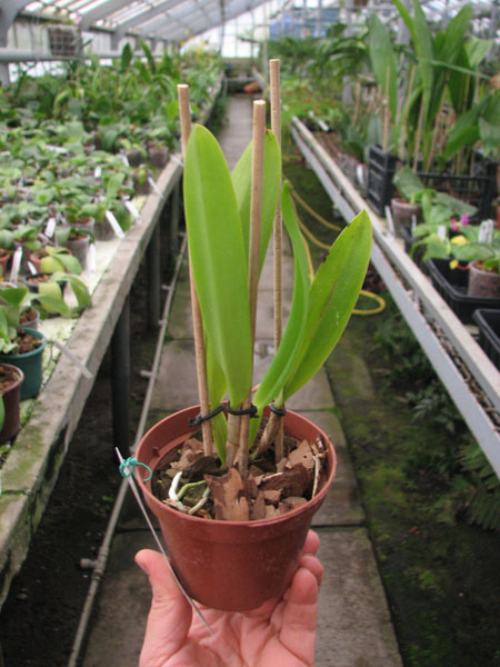 Cattleya eldorado integra-orlata 'Anavilhanas' x SELF.jpg