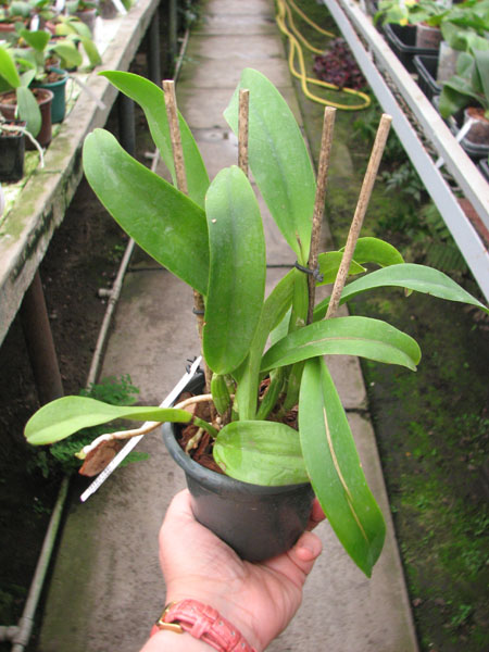 Potinara Ruby Ace 'Abe'.jpg