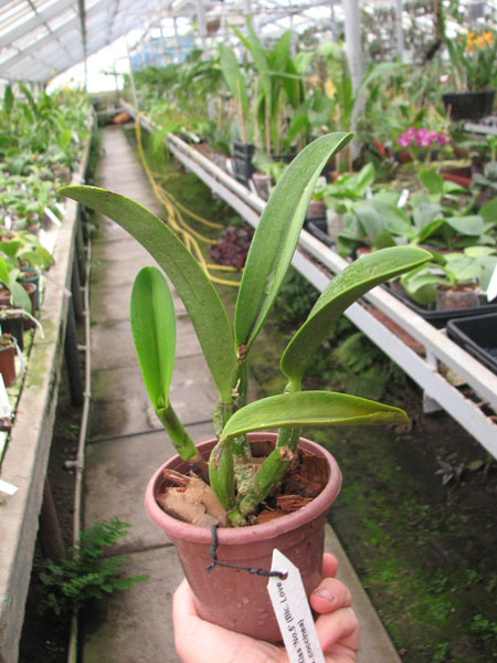 Potinara Angel Kiss 'No 5'.jpg