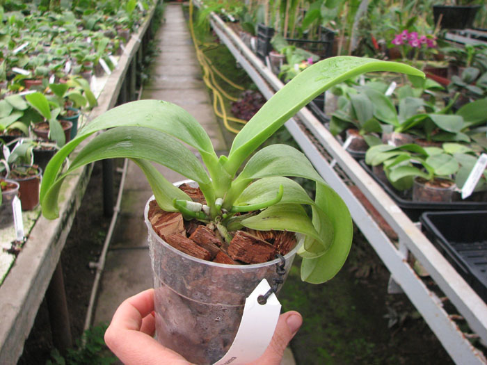 Phalaenopsis pulchra.jpg