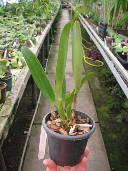 Cattleya quadricolor escura 'Sombrero' XXXX.jpg