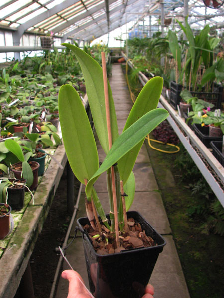 Cattleya quadricolor amesiana 'Patricia' x SELF.jpg