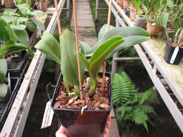 Brassolaeliocattleya Haadyai Delight 'Bangprom Gold'.jpg