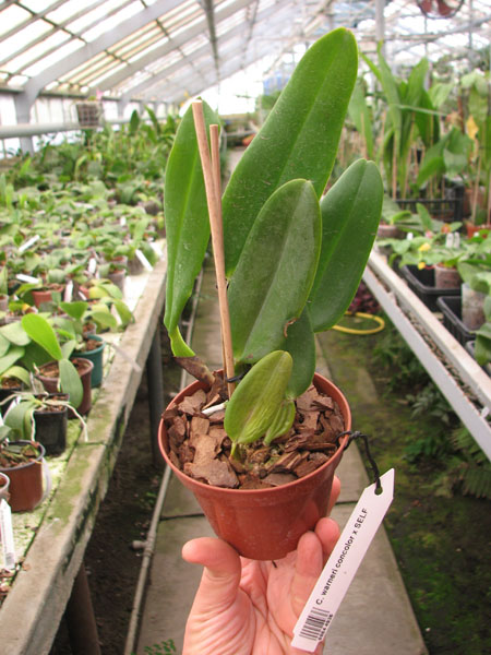 Cattleya warneri concolor x SELF.jpg