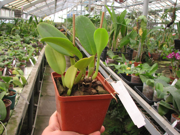 Cattleya warneri coerulescens 'RK' XXX x SELF.jpg