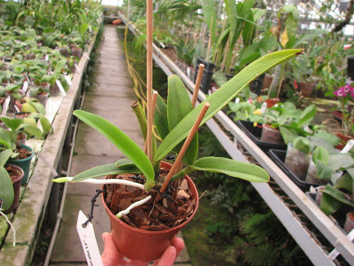 Cattleya maxima semi-alba 'La Pedrena'.jpg