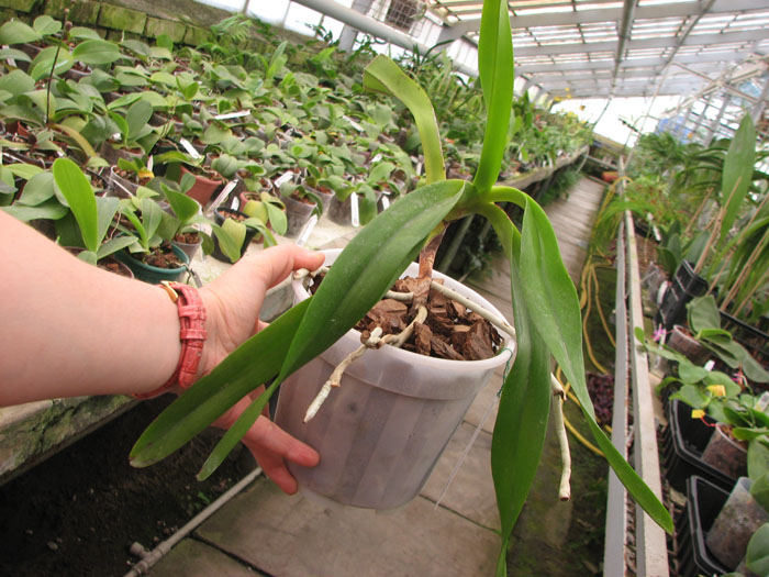 Aerides quinquevulnera var purpurata.jpg