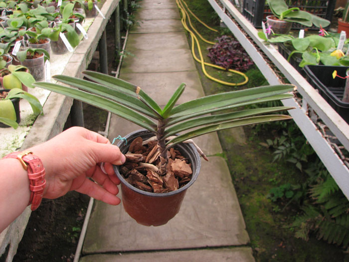 Renanthera monachica.jpg