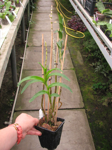 Dendrobium sanderae var major.jpg