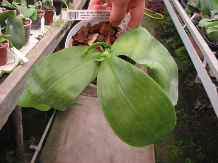 Phalaenopsis Samera 'Blue'.jpg