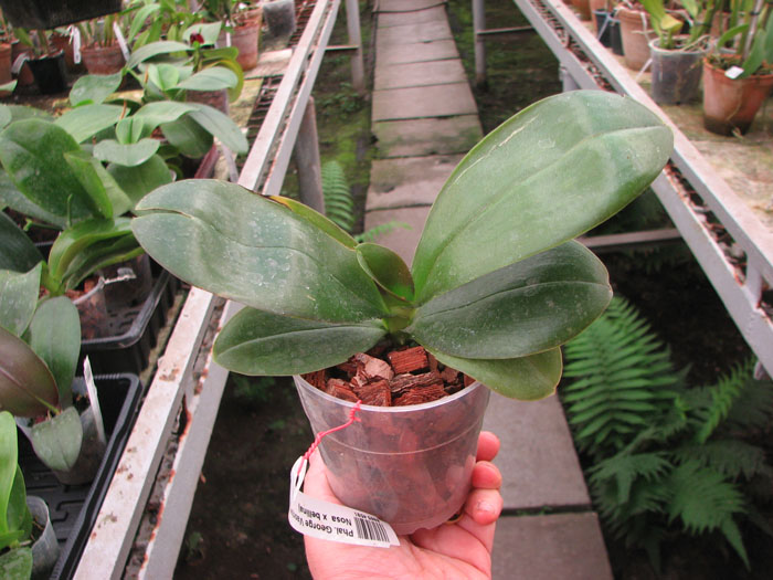 Phalaenopsis George Vasquez x (Coral Nosa x bellina).jpg