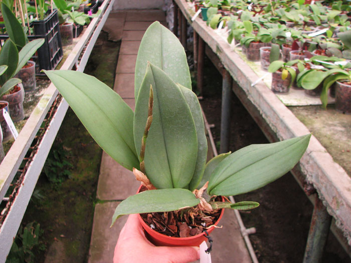 Psychopsis Mariposa 'Green Valley'.jpg