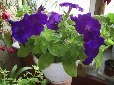 Resize of Resize of Петуния 7.JPG