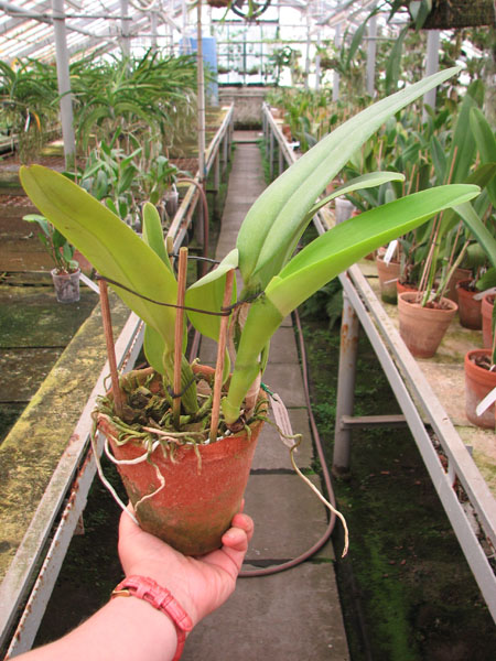 Cattleya labiata alba 'Otima' XXX x Cattleya labiata roxo bispo 'Urbano'.jpg