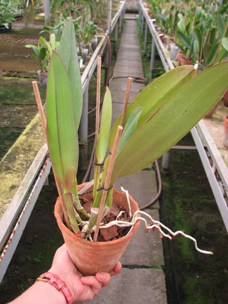 Cattleya labiata rubra 'Schuller' x Cattleya labiata rubra 'Deize'.jpg