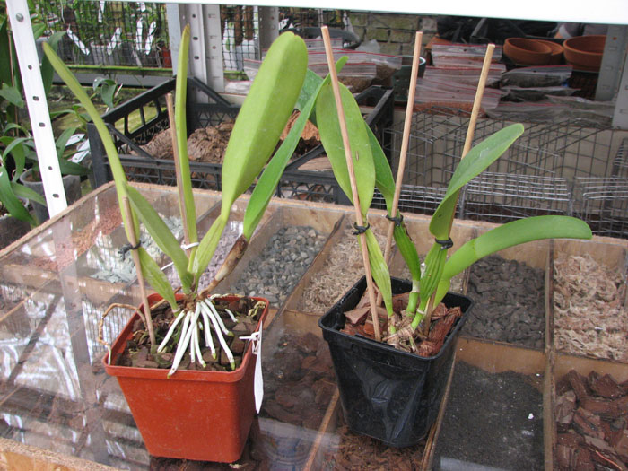 Cattleya dowiana x SELF.jpg