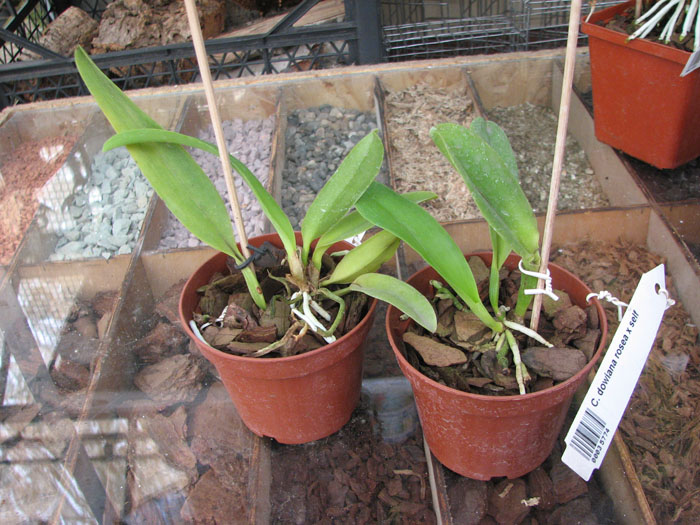 Cattleya dowiana rosea x self.jpg