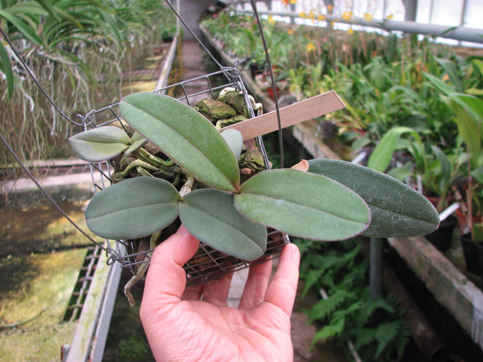 Cattleya schilleriana 'Agua Surda' x Cattleya schilleriana 'Olinda'.jpg