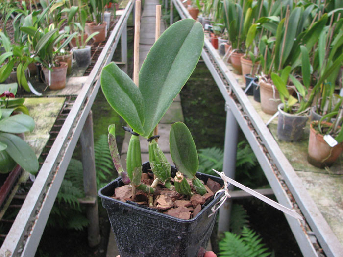 Cattleya walkeriana flamea.jpg