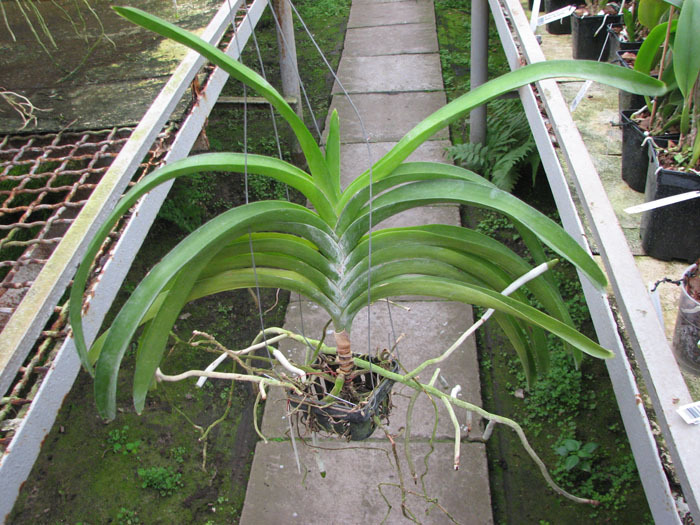 Vanda Rasri Gold x Vanda sanderiana alba x Vanda Thananprai.jpg