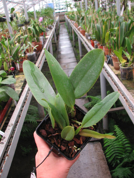 Cattleya warneri concolor x SELF.jpg